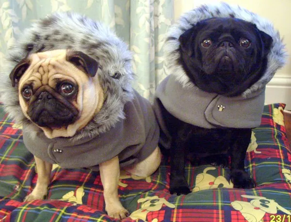 Cold Climate Coat: Luxury Polar Pup