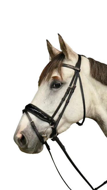 Dy'on Large Crank Noseband Bridle with Flash WODCAM/N/O