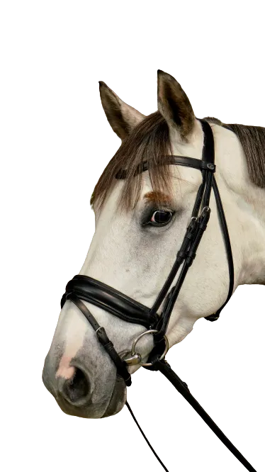 Dy'on Large Crank Noseband Bridle with Flash WODCAM/N/O