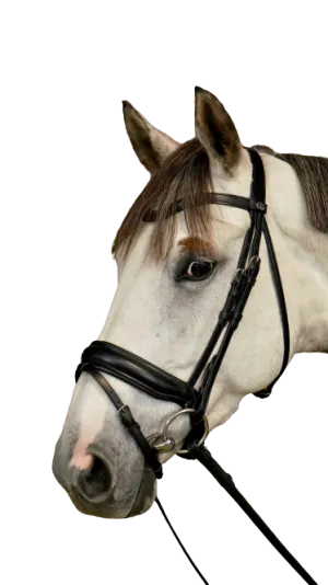 Dy'on Large Crank Noseband Bridle with Flash WODCAM/N/O