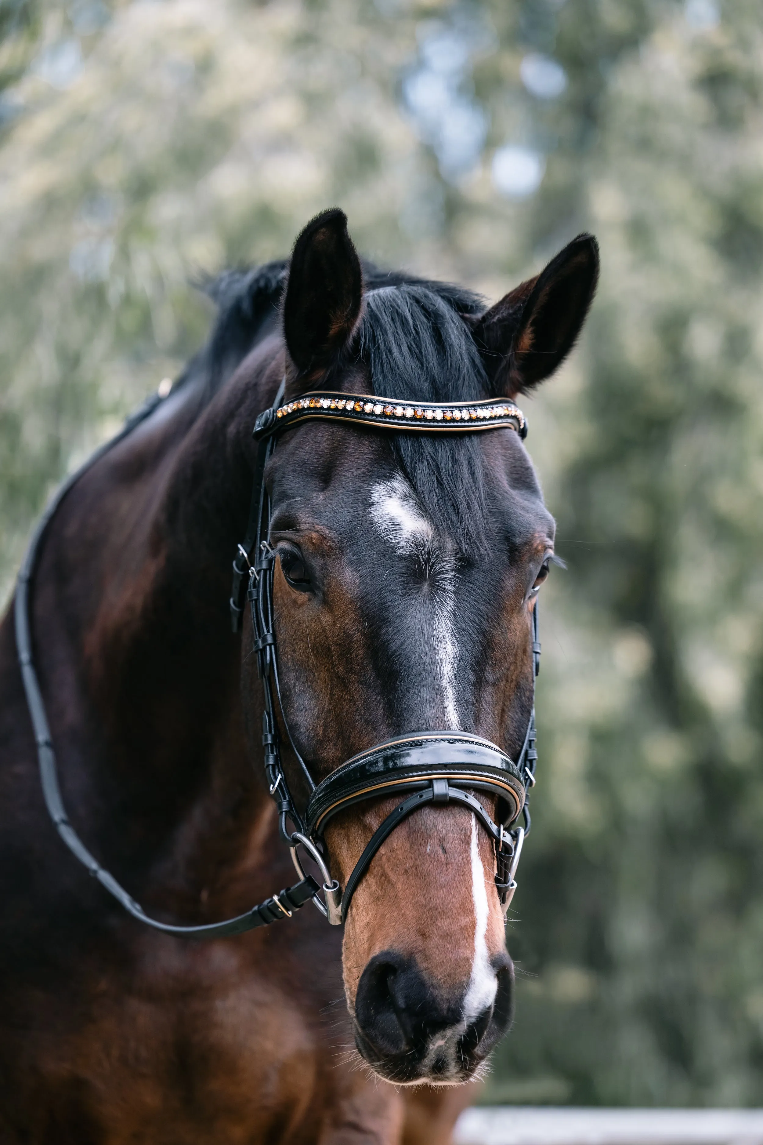 Geneva - Black Patent Snaffle Bridle with Metallic Gold Piping with Removable Flash